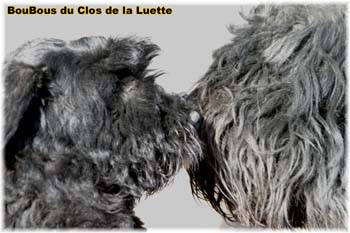 bouvier des flandres photo chiot - Elevage Clos Luette -  COPYRIGHT DEPOSE